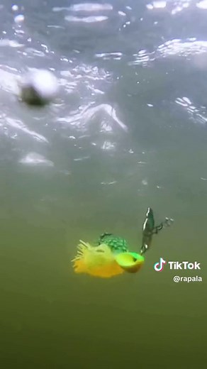 Unleash irresistible flash and vibration with the Rap-V Perch Bladed Jig 😎 #rapala #rapalalures #rapvperchbladedjig #fishing