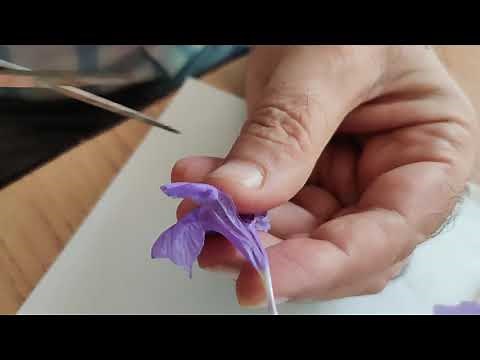 Class 11 Biology Practical: Study of Petunia alba flower