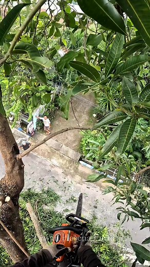 Essential Tips for Pruning Mango Trees Effectively