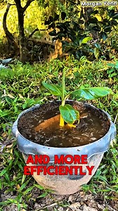 Amazing!! How to propagate banana plants from banana fruit to produce fruit quickly. #BananaPlant #PlantPropagation #GrowBananas #FruitTrees #GardeningHacks #homegarden #fastgrowthplan | Morgan Venn
