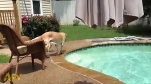 Doggy water taxi. It's the commuting of the future! :) Get more #AFV pups: http://afv.tv/funnyafv | America's Funniest Home Videos