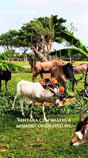 Anant Ambani's Wild Birthday at Vantara!