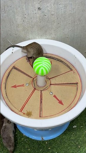 How to catch mice at home/best mouse trap