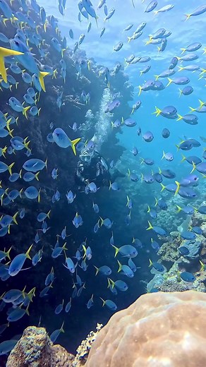 Exploring the Beauty of Scuba Diving in the Great Barrier Reef