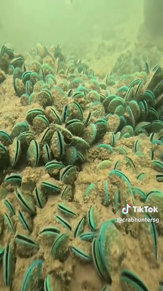 Exploring Mussels Under Sembawang Jetty