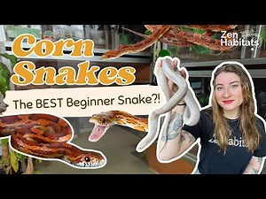 Are Corn Snakes REALLY Beginner-Friendly? What You Need to Know First
