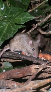 18K views · 2.8K reactions | Have you ever seen a mouse strip the skin off a peanut I’ve just filmed one doing just that | The Mouse family that live by the brambles | Facebook