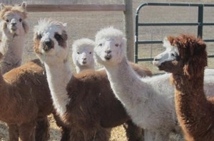Watch: Canadian farm offers alpaca dance classes - UPI.com