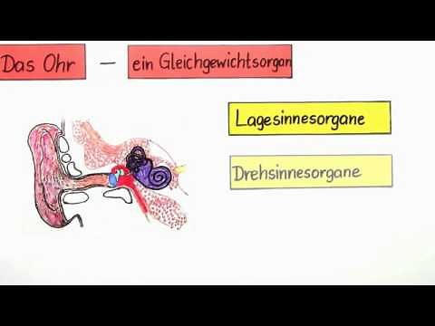 Das Ohr - Ein Gleichgewichtsorgan | Biologie | Humanbiologie