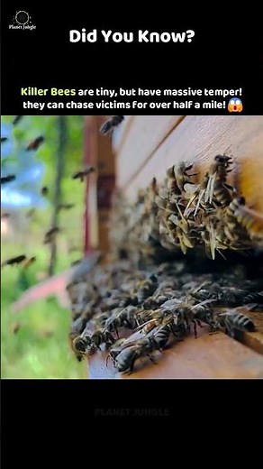 Tiny Bees With a Deadly Temper! 😱🐝 #killerbees #angrybees #animalfacts