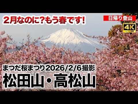 【2026最新】2月なのに春？「まつだ桜まつり」と「富士山の絶景」〜松田山から高松山の縦走〜【日帰り登山】