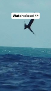 157K views · 376 reactions | WATCH CLOSE!  Death from below and above … avoided  | Into the Blue | Facebook
