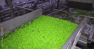 Industrial production of peas in food processing plant, washing and sorting. Transport peas grain on a conveyor for processing in food factory, slow motion. Close up, indoors footage
