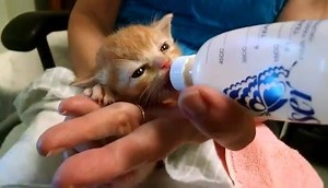 We promise this is the cutest thing you will see today. In case you were interested in seeing where the baby food, formula, food, and all the other stuff you kindly donate goes....this is it. This hungry little kitten and all his hungry friends. Thank you for all of you support, prayers, positive thoughts, and kind words. Happy Caturday everyone! | MEOW Cat Rescue