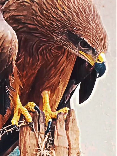 Eagle vs Hawk: Understanding the Predatory Battle