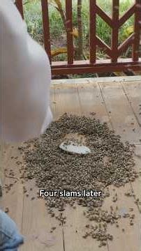 Aggressive bee rescue