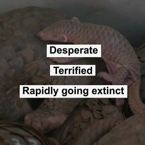 Pangolins are on the very edge of extinction. They are the most trafficked mammal in the world. Unless we act now, they could disappear forever. They are being ripped from the wild, subject to horrific stress and suffering, and then slaughtered to be consumed as wild meat and traditional medicine. We must stop this illegal trade before it is too late. FFI are working to prevent poaching and rehabilitate rescued pangolins, and your gift today could help give these precious creatures a future. So 