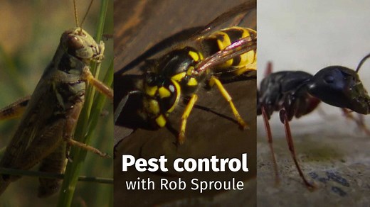 Gardening expert Rob Sproule takes on this year’s three biggest garden pests. | CBC Edmonton