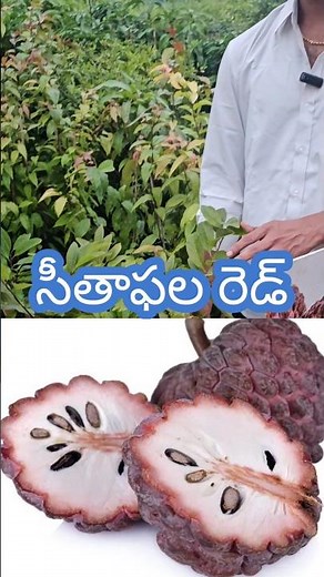 Red seethaphala mokkalu | Red custard apple plants | Exotic fruits plants #fruit #nursery #custard