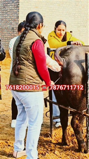 Best Artificial Insemination Training Institute | Top AI Training Institute India