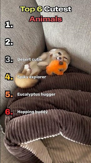 Top 6 Cutest Animals!