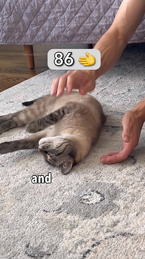 So I found out how many times my cat wanted me to pet her haha . #cat #lynxpointsiamese #funnycat #catchallenge #siamese #challenge #cats | Simon the Siamese Cat