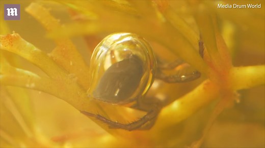 Fascinating moment water spider collects air for diving bell nest