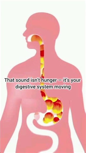 That growl is science, not hunger #DidYouKnow#DigestiveSystem#Borborygmi#DailyScience#ScienceShorts