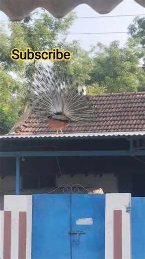 Colorful peacock climbing #peacock #saiharichannel #shortsvideo #tamil #trendingshorts #murugan s...