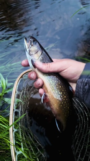Brook Trout Fly Fishing in Michigan Upper Peninsula (906)