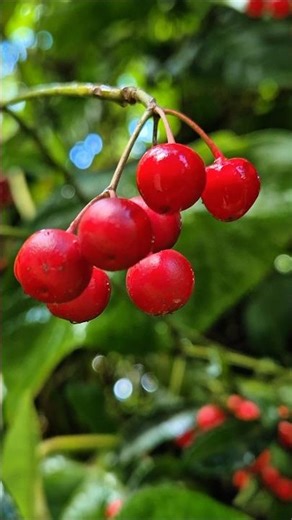 Beautiful Christmas Berry Plant 🌿🔴 (Ep.23) #nature #gardening #trending #shorts
