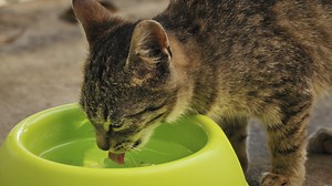 Mon chat boit et urine beaucoup : dois-je m’inquiéter ?