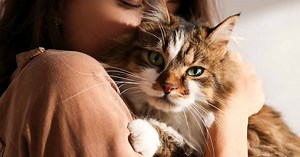 Gatos domésticos, la plaga que ataca a otras plagas