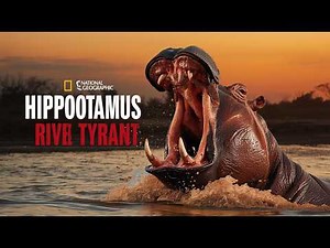 Hippopotamus: The River Giant That Rules Africa Through Pure Aggression and Territorial Power
