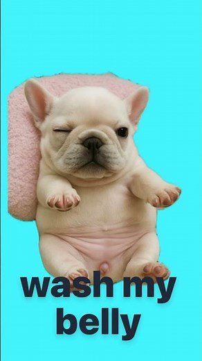 “I am pibble wAsH mA bELLy!”#fypシ #funny #washmybelly #pibble #shortsfeed