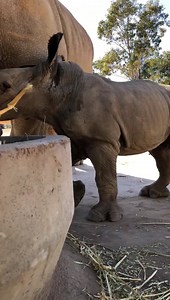 Ever wondered what noise a baby White Rhino makes? Make sure you have your sound on to listen. | Taronga Western Plains Zoo
