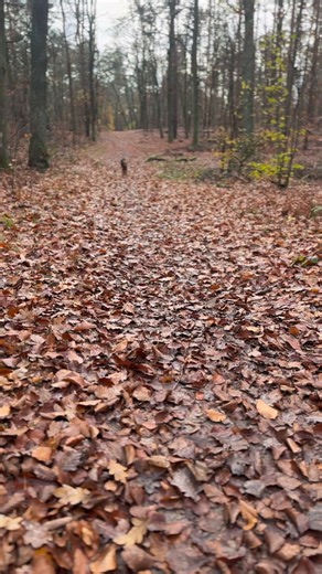 Juhu… ich bin froh #welshterriers | HollyWoodys Welsh Terrier