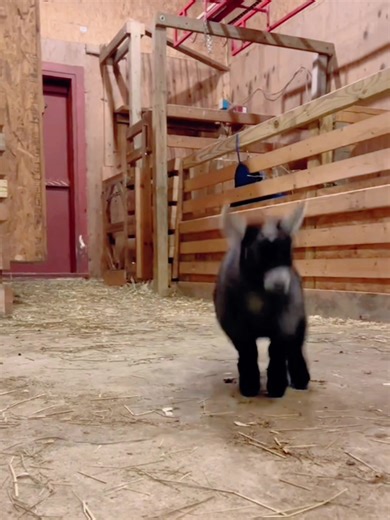 Adorable Baby Goats: A Must-See for Animal Lovers