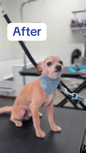 Oliver feeling fresh today after his groom🫧🐾 #chihuahuamix #mixbreed #grooming #beforeandafter #lovedogsforever