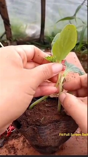 Amazing Grafting Teachnique | Cucumber plant grafting process #grafting #farming #youtubeshorts