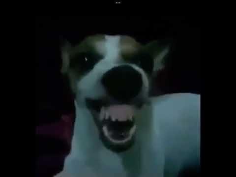 Goofy Ahh Dog Laugh