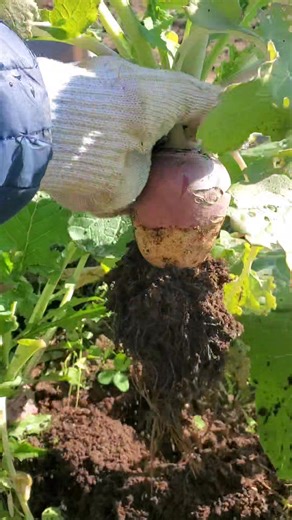 10K views · 211 reactions | Turnip අස්වැන්න නෙළන ගමන් | Harvesting Turnip |  #turnips #turnipgreens #rutabega #TurnipHarvest #howtogrowturnip #CanadaFarming #canadafarmlife #greenthumb #gardening #backyardgarden #homegarden #GardeningTips #farming #farmtips #plants #compost #fertilizer #soilmanagement #harvestseason #harvest #SummerGardenTips #summergardendays #summervibes | Seha Vlogs | Facebook