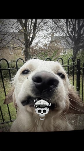 chippy chomp (@chippy.chomp)’s videos with Moments We Live For - In Paradise