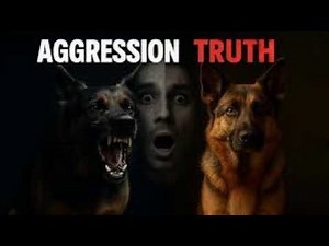 The TRUTH About German Shepherd Aggression (What Owners Miss)
