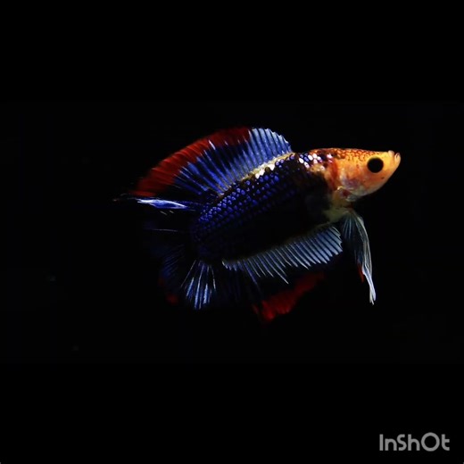 betta fish #fighter fish# betta fish for sale # beautiful betta fish#best fish
