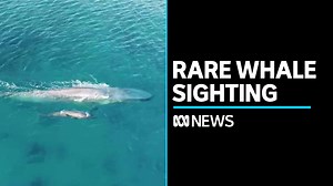 9K views · 201 reactions | A rare and endangered pygmy blue whale calf has been spotted off Western Australia's south coast. Marine scientist Doctor Vanessa Pirotta says it’s spectacular for a mother to be so close to the shore with a young calf. | ABC News | Facebook