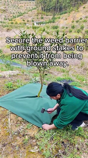 How to Install Weed Barrier Around Fruit Trees（Single Piece，No plastic） #fruittrees#weed barrier