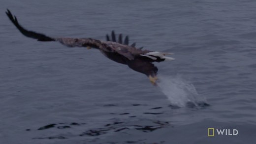 The white-tailed eagle is one the largest birds of prey on Earth, but that doesn't stop hunting from becoming competitive. | National Geographic