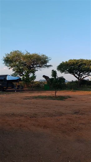 6.8K views · 269 reactions | Malelane Camp magic! Watch as the giant elephant bull rises, stretching towards the heavens. His towering frame reaching for the succulent leaves above. A moment of grace, strength, and untamed beauty of the wild #AfricanBushKingdom #reels #life #viral #trend #video #wild #lions #reelsfb #travel #nature #africa #amazing #trending #camp | African Bush Kingdom | Facebook