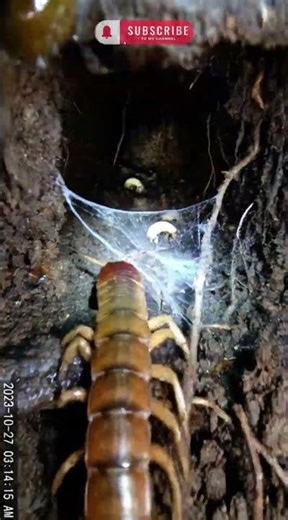 “Beneath the Forest Floor: A Centipede’s Underground Hunt (Micro-Camera POV)”